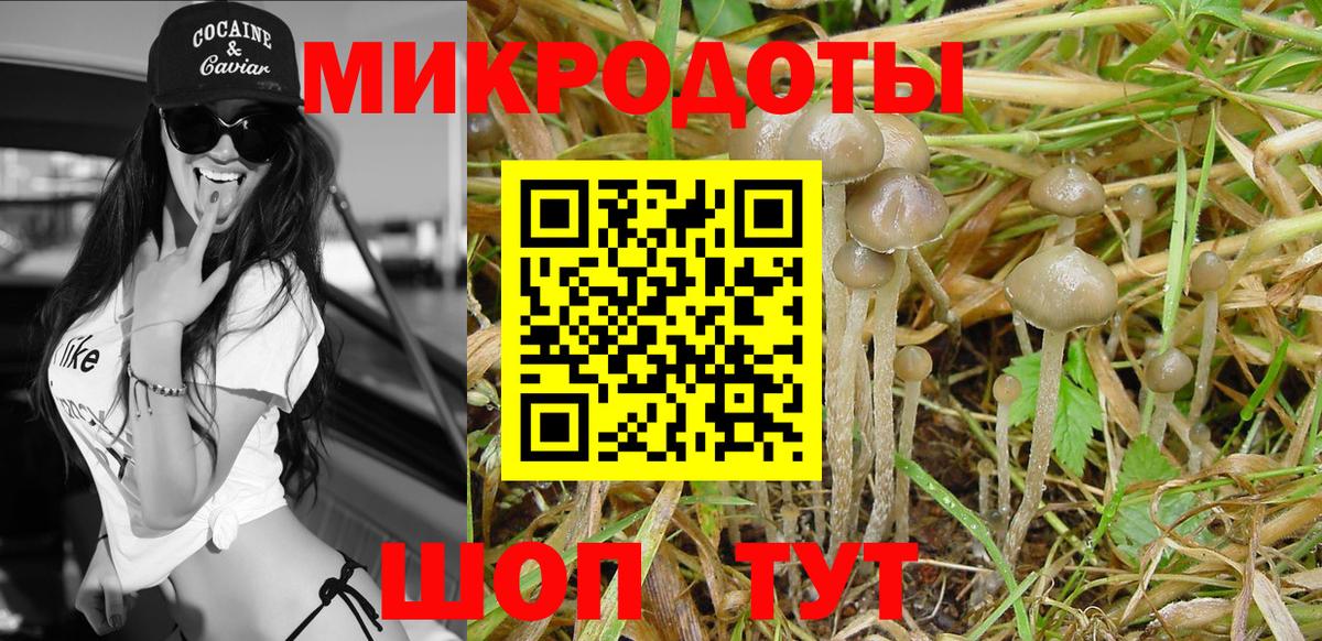 Галлюциногенные грибы Psilocybe  Вход с VPN  Елабуга 